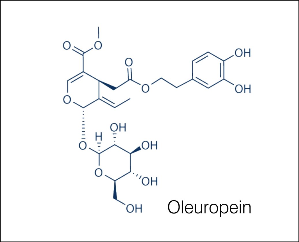 Oleuropein (Oleropin) Nedir ve Nasıl Kullanılır ?